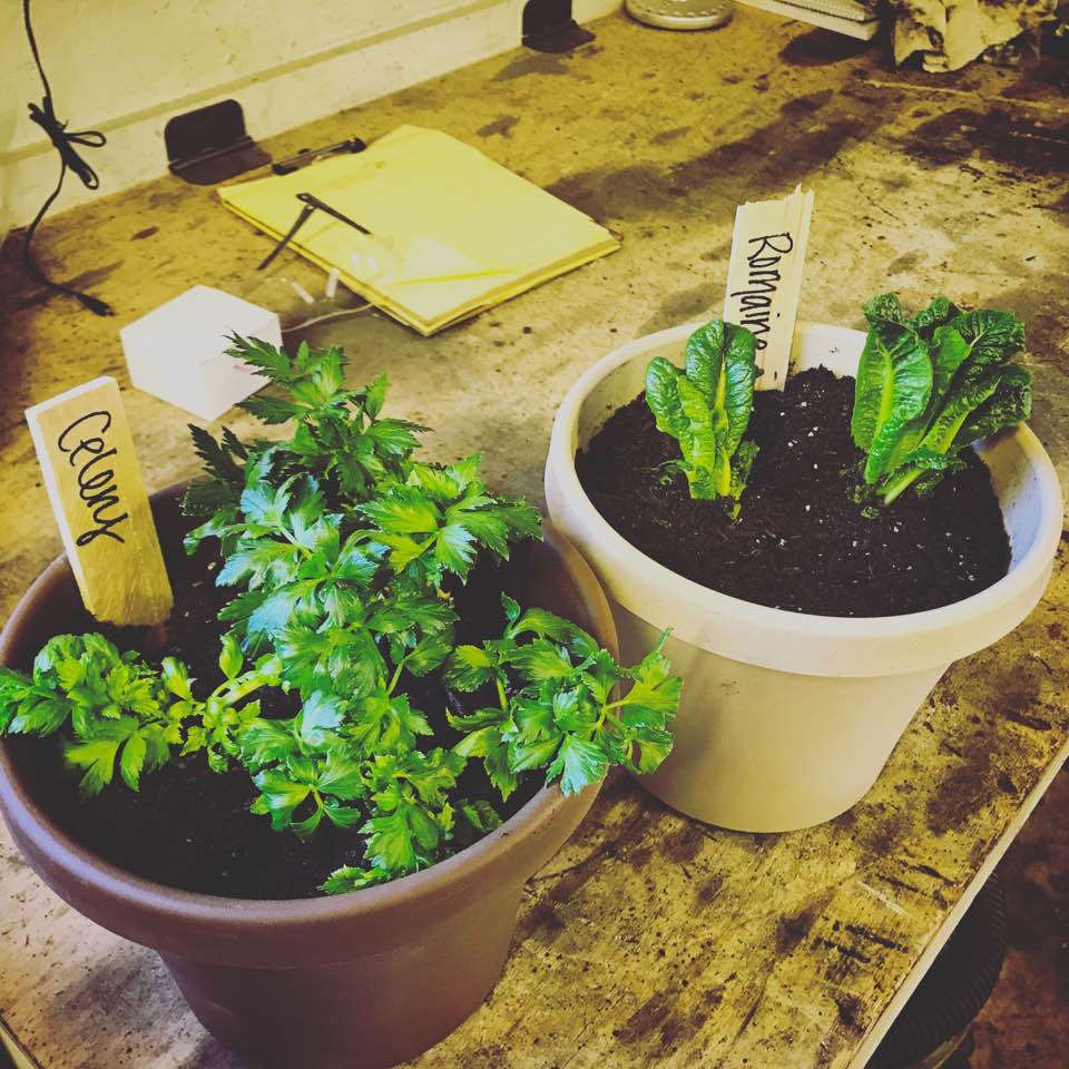 Transform Your Kitchen Scraps into a Windowsill Garden